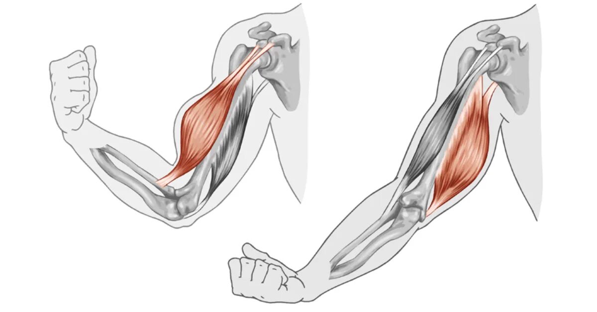 Почему дергается плечо. Бицепс. Мышцы рук бицепс трицепс. Разгибатель коленного сустава. Бицепс и трицепс картинки.