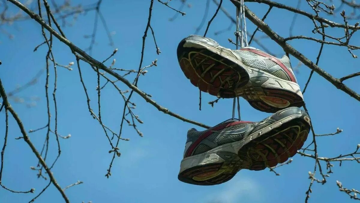Зачем обувь на проводах. Дерево с обувью. Дерево с ботинками. Кроссовки на дереве. Кроссовки на проводах.