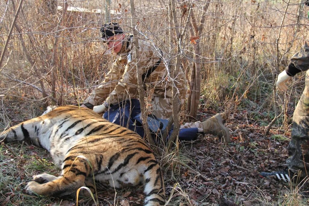Истребление видов животных и растений. Амурский (уссурийский) тигр на охоте. Шкура тигра полимерное стекло. Истребление животных. Истребление животных и растений.