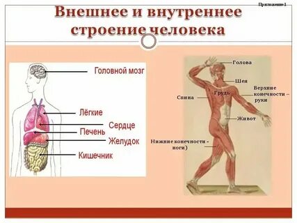 Чешется наружные органы