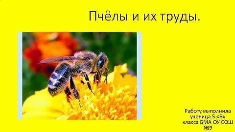 Пчела 7 класс