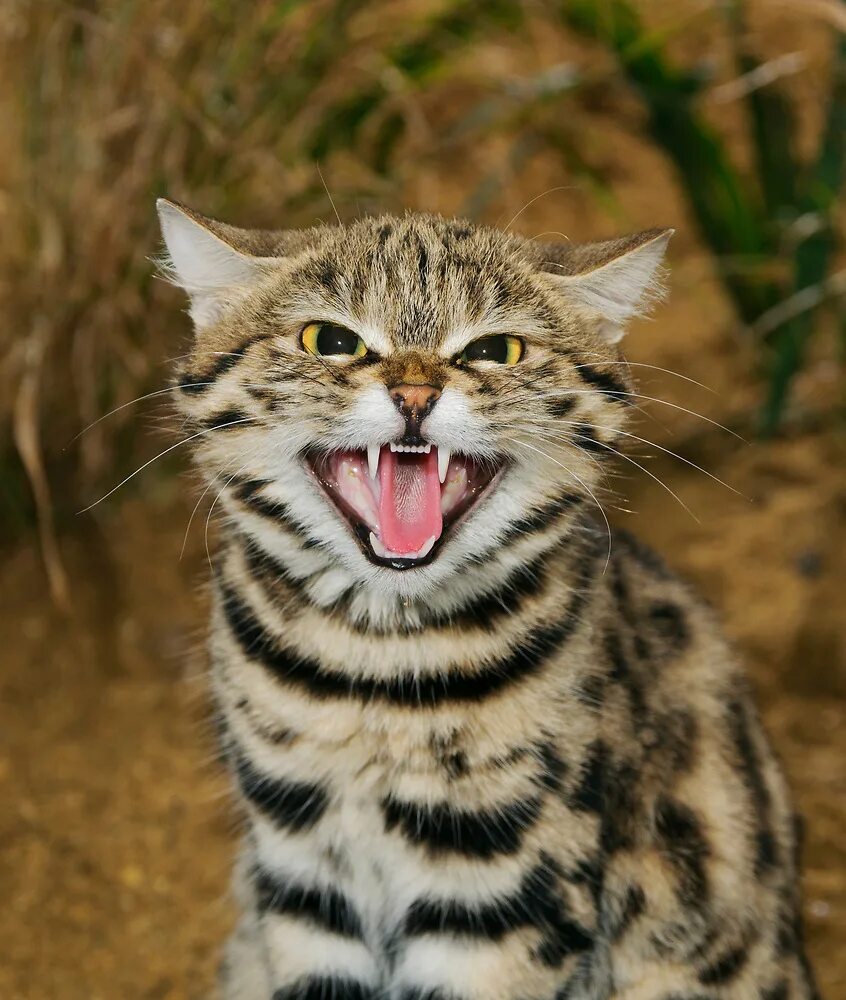 Черноногая кошка (felis nigripes). Африканская кошка джира. Опасные кошки дикие. Черные коты. Ягуарунди котенок.