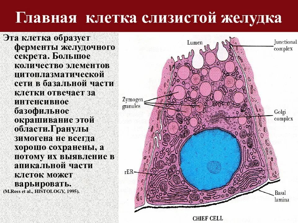 Клетки желудка. Клетки желудка гистология. Главные и париетальные клетки желудка. Обкладочные клетки желудка.