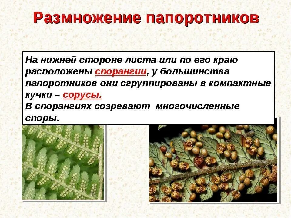 Как размножается папоротник. Выводковые почки папоротника. папоротники размножаются. размножение папоротникообразных. размножение папоротника спорами.