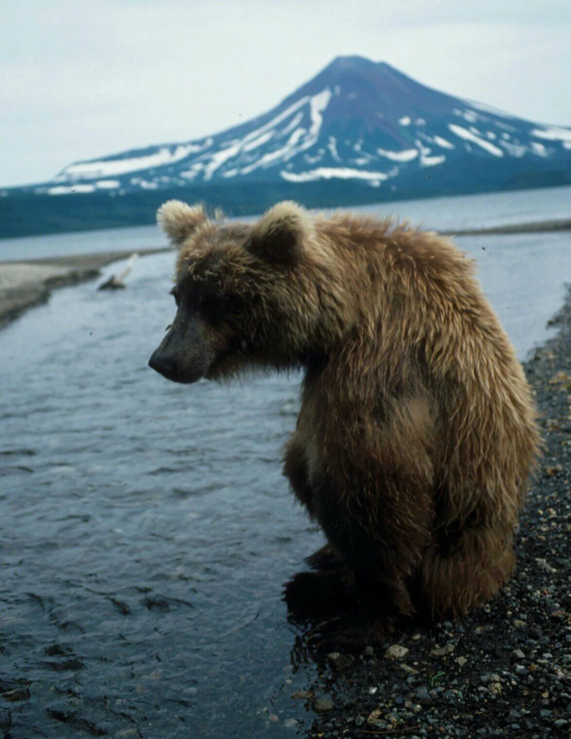 Медведи 06. Байкало-Ленский заповедник бурый медведь. Камчатка Тайга. Камчатка медведи. Бурый медведь.