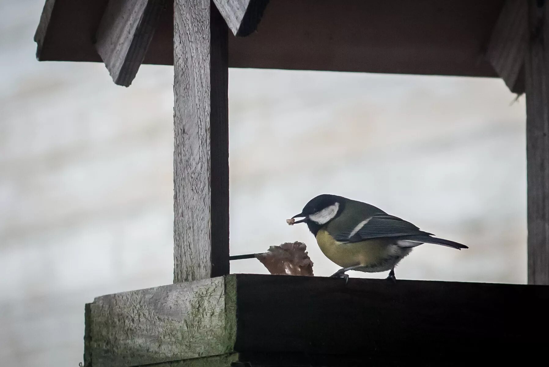 Наблюдение за птичками. Понаблюдать за птицами у кормушки. За птицами вашего города. Наблюдение за поведением птиц у кормушки. Рассказ наблюдение за птицами.