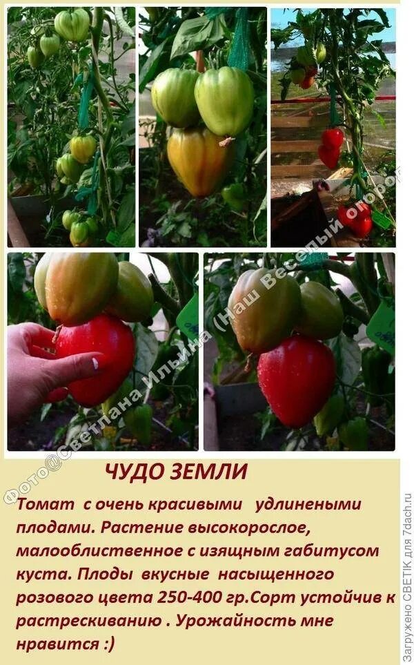 Томаты чудо земли описание сорта фото отзывы. Сорт томата чудо земли. томат чудо земли украинское. чудо земли томат описание. томат чудо земли характеристика.