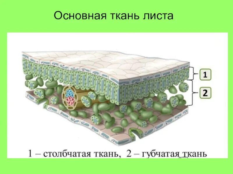 Внутреннее строение листа ткани. Столбчатая губчатая покровная ткань. строение губчатой ткани листа. столбчатая и губчатая ткань листа. поперечное сечение листа основная ткань.