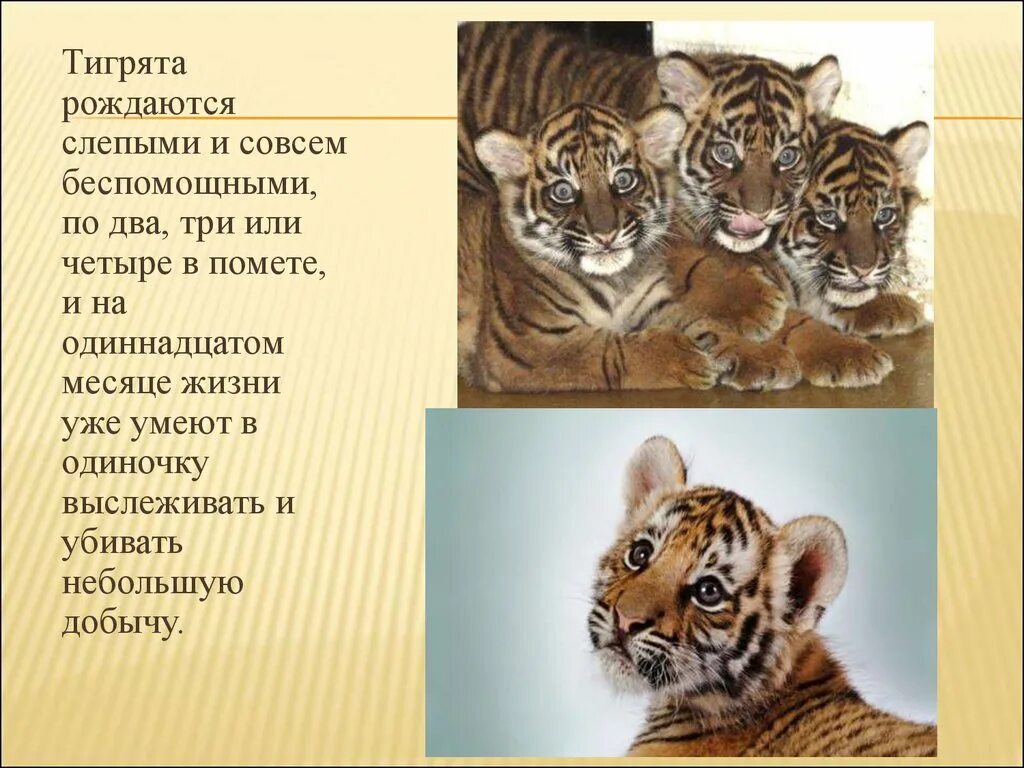Амурский тигр презентация. Презентация про тигра. Презентация про тигров. Презентация про тигра для детей.