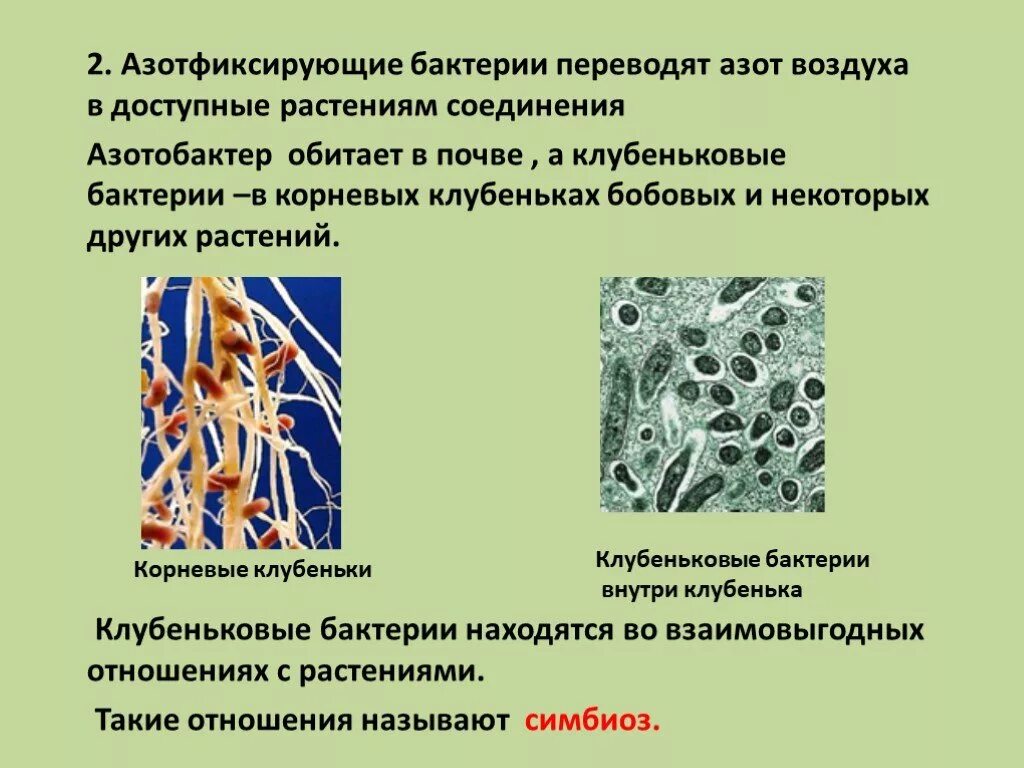 Клубеньковые бактерии значение. Азотфиксирующие бактерии строение. Клубеньковые азотфиксирующие бактерии. Клубеньковые и нитрифицирующие бактерии. Нитрифицирующие и азотфиксирующие бактерии.