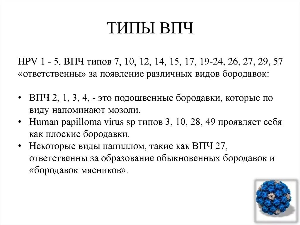 ВПЧ Тип 12-14. Вирус папилломы человека типы. ВПЧ онкогенного типа.