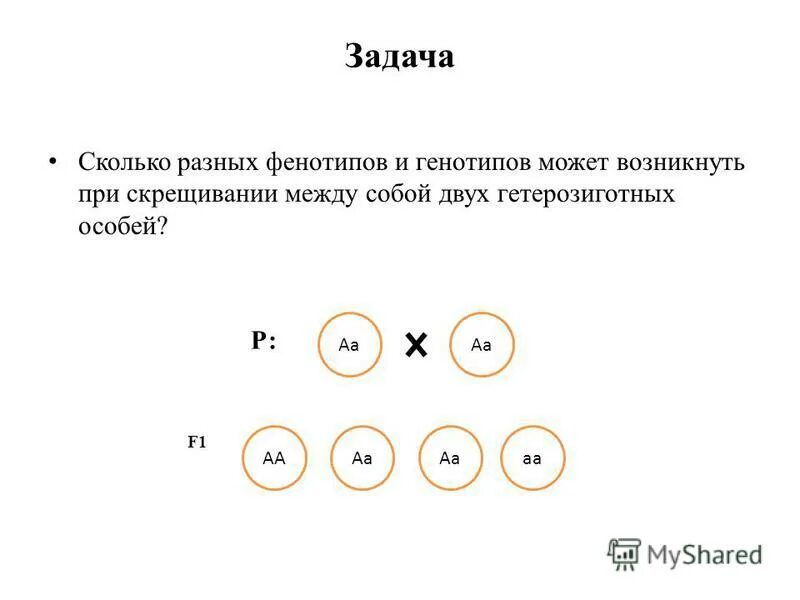 Гетерозиготные особи имеют генотип