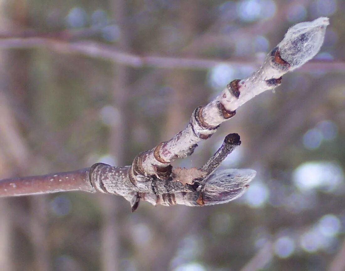 Aronia melanocarpa - Image of an specimen - Plantarium