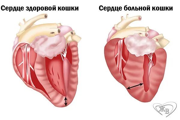Мочекаменная болезнь у котов - симптомы, диагностика, лечение и профилактика