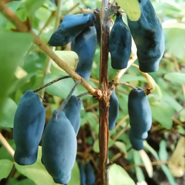 Жимолость памяти гидзюка и томичка. Жимолость камчатская томичка. Жимолость памяти гидзюка описание сорта. Жимолость сорт длинноплодная. Жимолость томичка.