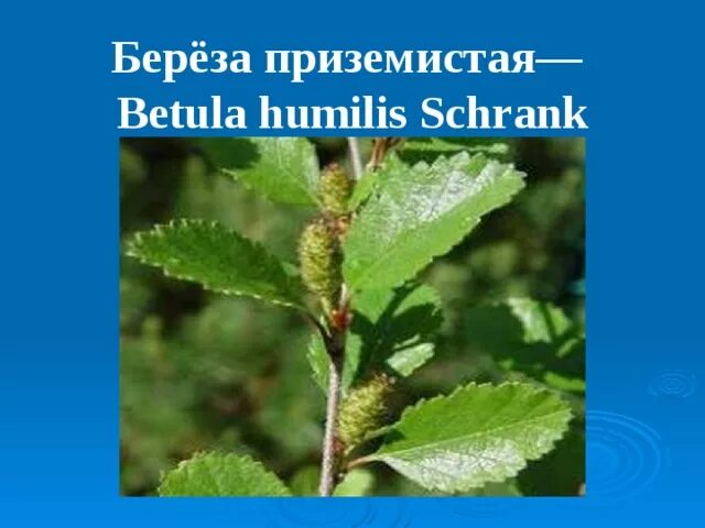 Береза приземистая - Betula humilis Schrank. Береза приземистая описание. Береза приземистая рисунок. Берёза приземистая красная книга. Береза приземистая