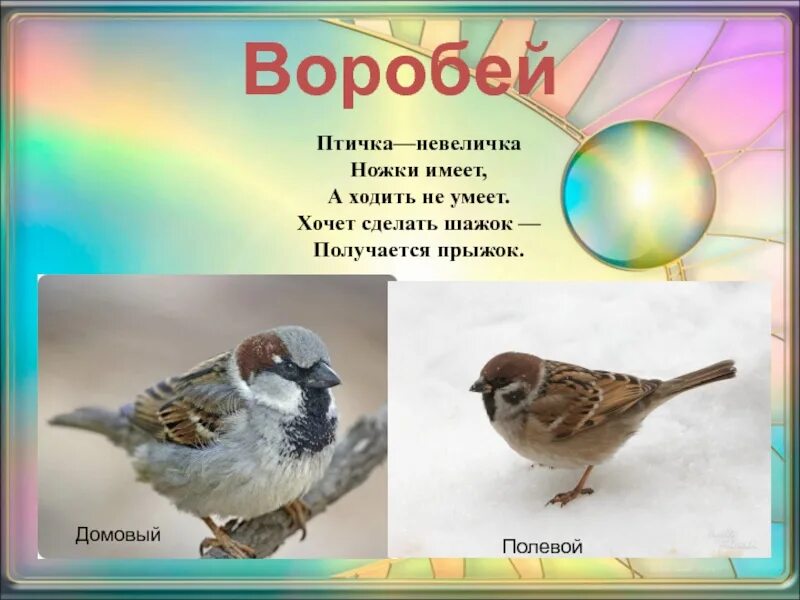 Птичка Воробей. Воробей для детей. Загадка про воробья. Воробей не умеет ходить?. Воробей воробьи 2 класс русский язык