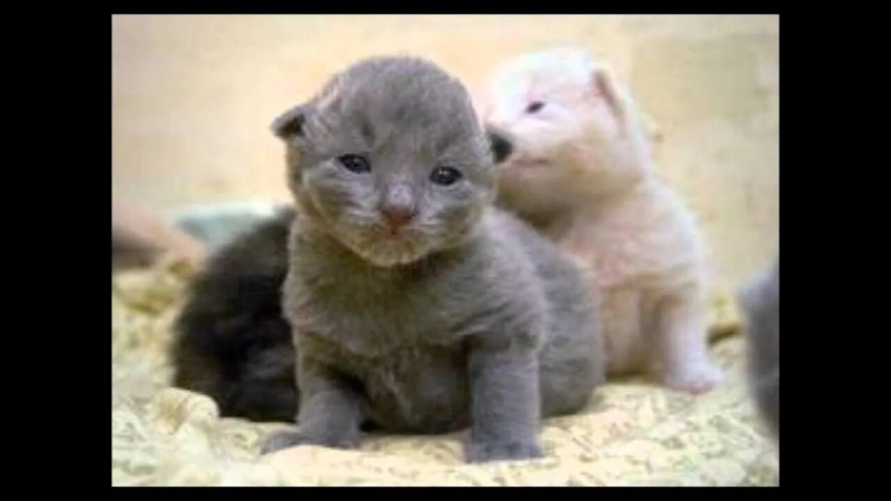 Новорожденные котята Шотландские вислоухие. Шотландские котята после рождения. Вислоухие котята после рождения. Котята открывают глаза.