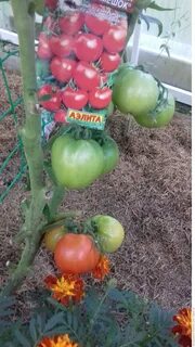 Томат денежный мешок фото