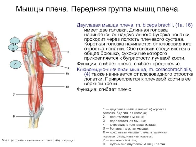 К чему крепится бицепс. Функции двуглавой мышцы плеча (m. biceps brachii):. Длинная головка двуглавой мышцы плеча m. biceps brachii. Сухожилие двуглавой мышцы плеча функции. Функция короткой головки двуглавой мышцы плеча.