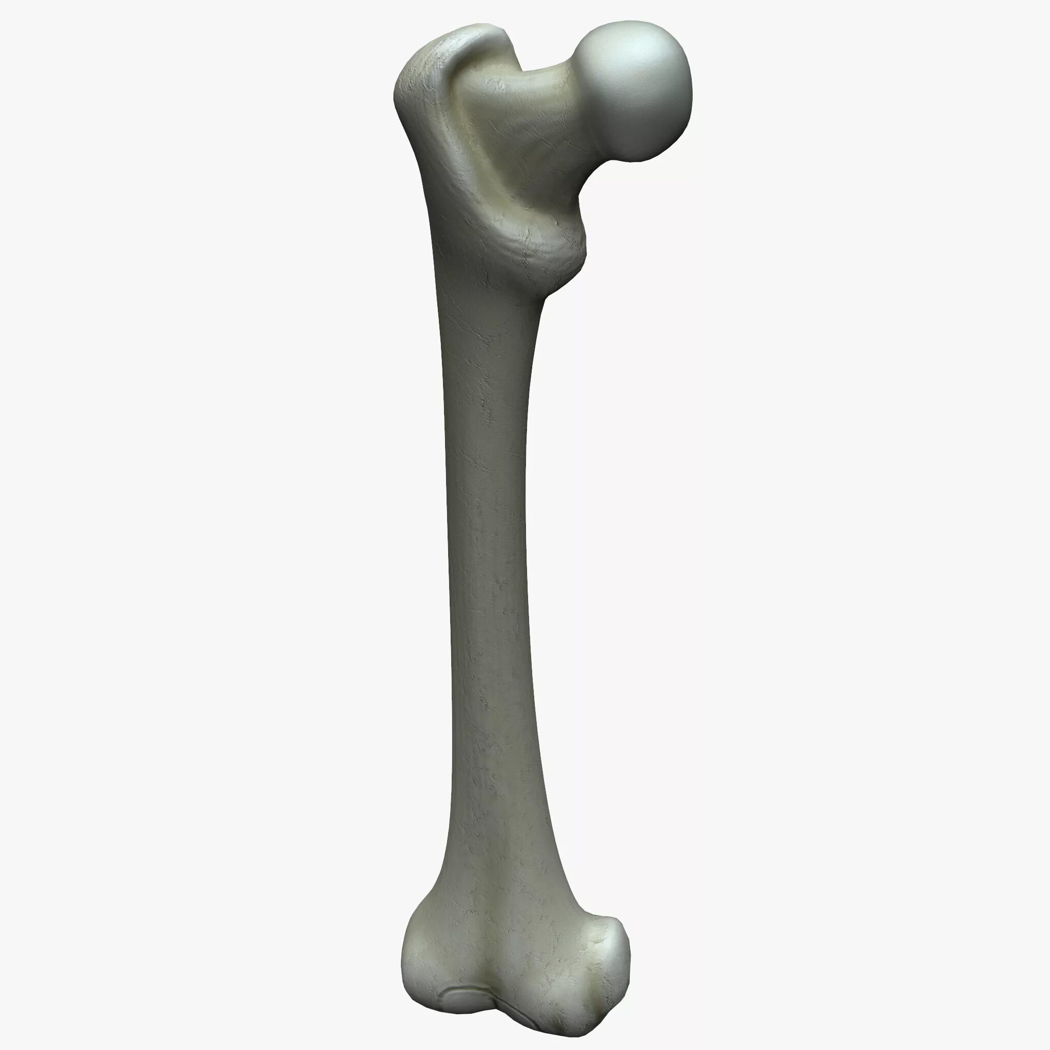 Bone 3d