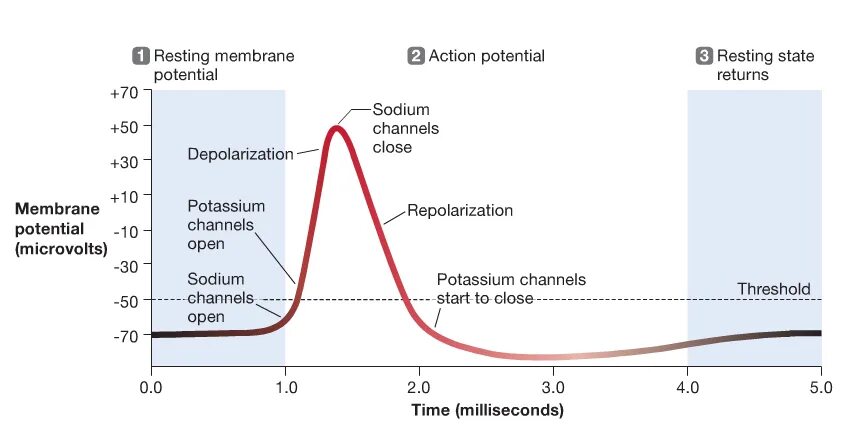 Action membrane potential. Resting membrane potential. Generation of Action potential. Resting potential and Action potential.