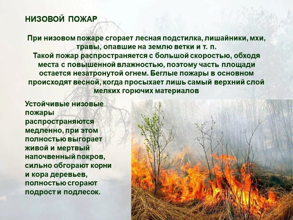 Что происходит при низовых лесных. Презентация на тему лесные пожары. низовой пожар. последствия лесных пожаров. низовой лесной пожар.