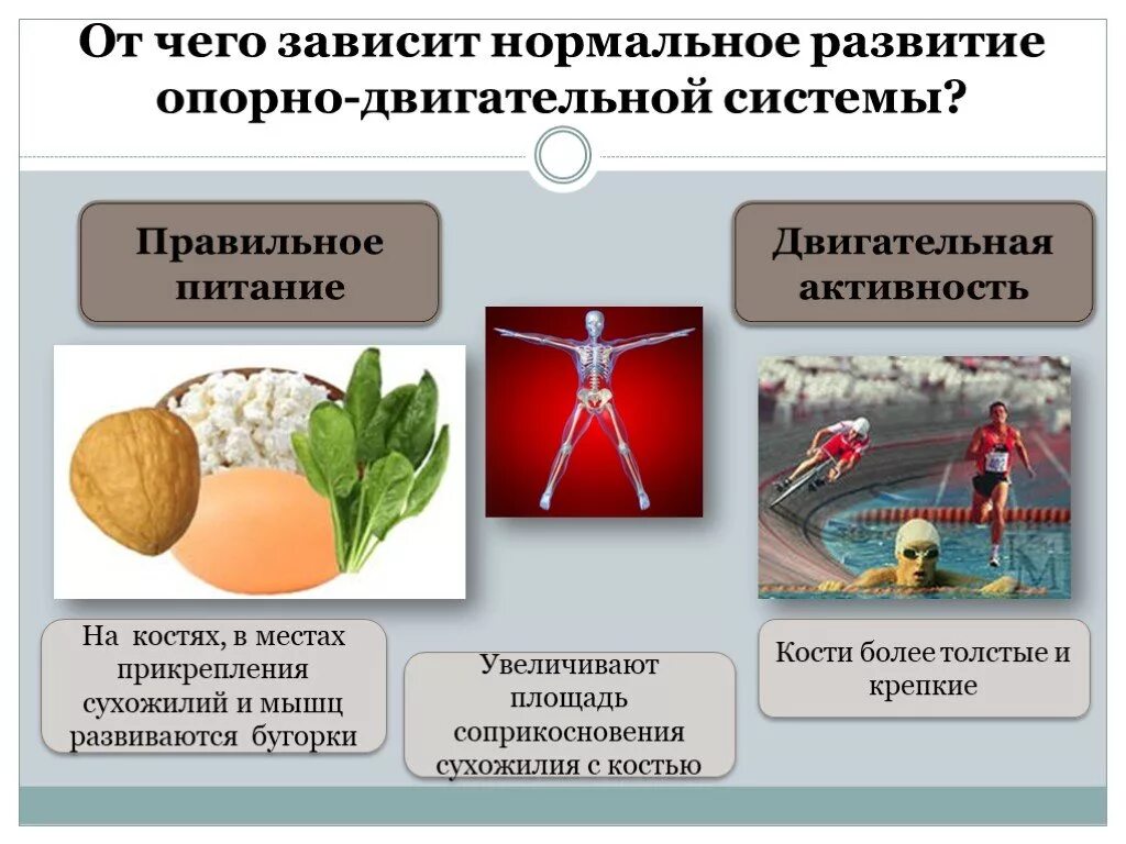 Факторы нормального развития. Развитие опорно двигательной системы. Профилактика опорно двигательной системы. Факторы влияющие на опорно двигательную систему. Правильное формирование опорно двигательной системы.