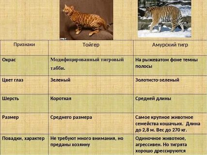 Слова относящиеся к кошкам