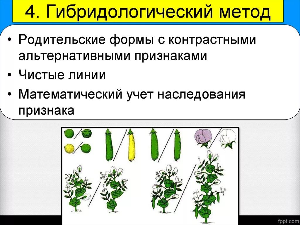 Гибридологический метод чистые линии