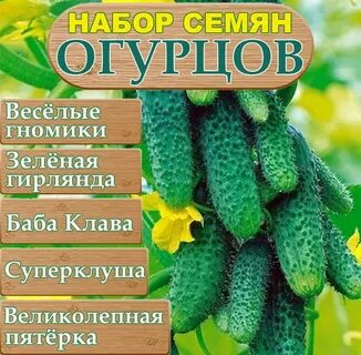 Длительное плодоношения сорта огурцов
