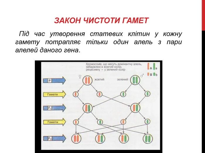 Дайте обоснование закону чистоты гамет. Дайте обоснование закону чистоты гамет