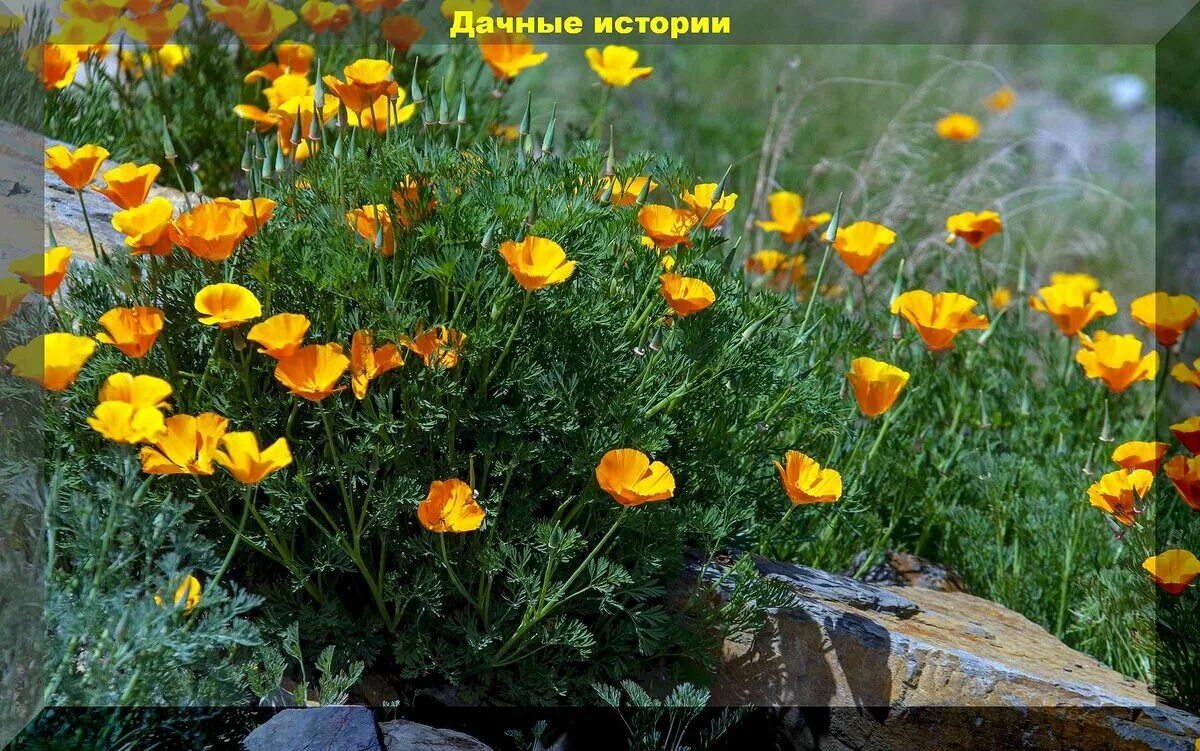 Эшшольция листья. Калифорнийский мак (эшшольция). эшшольция калифорнийская калифорния. эшшольция калифорнийская махровая. эшшольция микадо калифорнийская.
