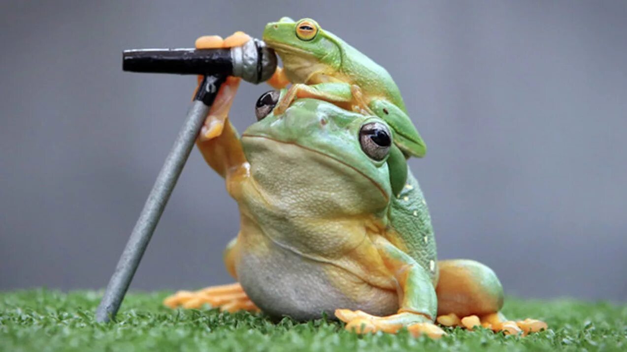 Смешные животные лягушки. Собака есть лягушек. Лягушка водонос (роющая лягушка). Собака лягушка. Собака есть лягушек.