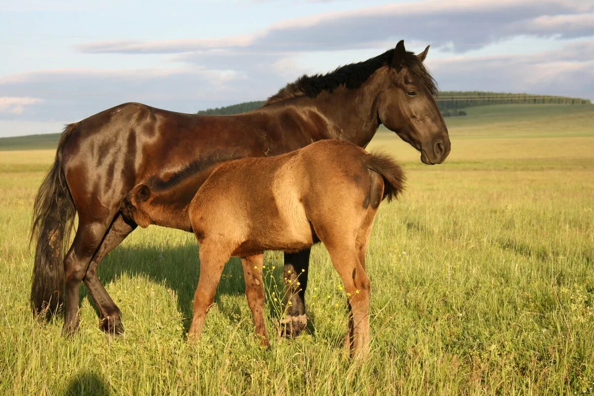 конь скажет черный в селе. курское раздолье лошади. самарская елена михайловна картины. конный клуб раздолье. что такое поле для коней раздолье.