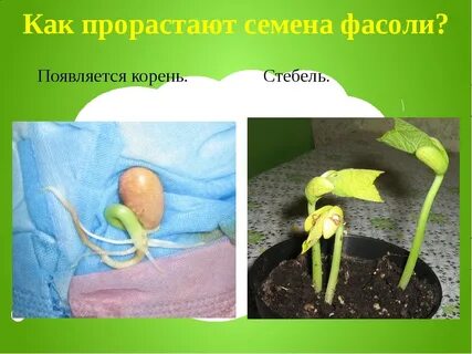 Фасоль всхожесть семян