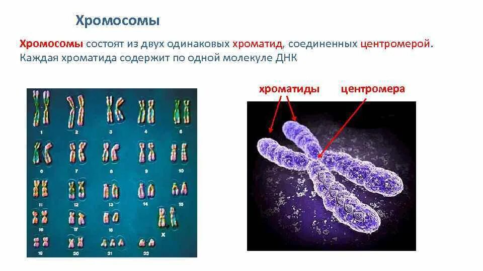 Хроматин хроматиды хромосомы. ДНК хромосома хроматин хроматиды. Функции хроматиды в хромосоме. Строение однохроматидные хромосомы.