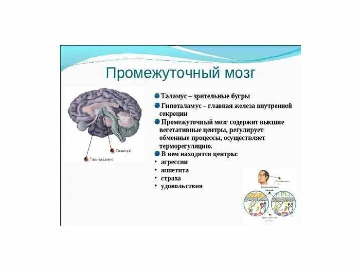Функция промежуточного мозга дыхание температура тела. Классификация отделов промежуточного мозга. Рефлекторные центры промежуточного мозга. Рефлексы промежуточного мозга. Нервные центры промежуточного мозга регулируют.