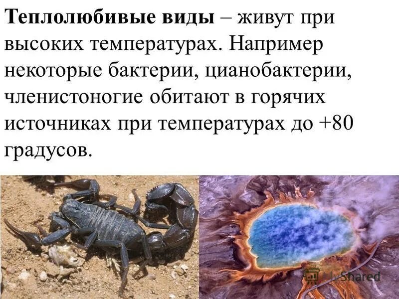 В какой среде обитают членистоногие. В какой среде обитают членистоногие. Местообитание членистоногих. В какой среде обитают членистоногие. В какой среде обитают членистоногие.