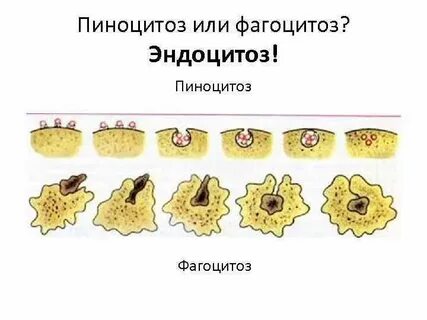Пиноцитоз амебы