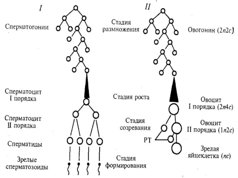 Фазы гаметогенеза схема. Мейоз цитологическая и цитогенетическая характеристика. Цитогенетическая характеристика сперматогенеза. Фаза размножения гаметогенез.