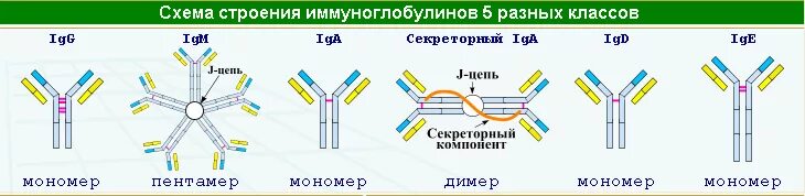 Иммуноглобулины iga igm igg. Схема строения иммуноглобулина. Схема строения иммуноглобулинов различных классов. Схема строения антител (иммуноглобулина g). Схему строения секреторного iga.