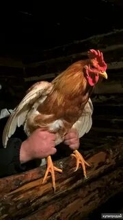 Обмен птиц