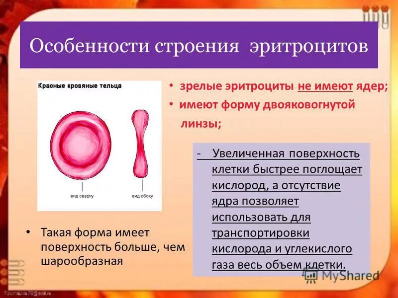 2 функция эритроцитов