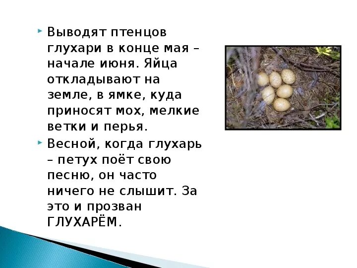 Бобры откладывают яйца. Загадки про капалуху. Капалуха презентация 3 класс школа России презентация. Капалуха литературное чтение 3 класс. Капалуха что хотел сказать автор