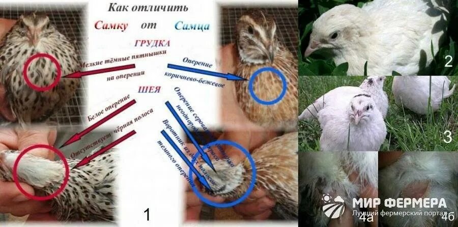 Как определить пол перепелов