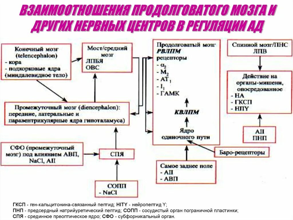 Пептид 32 мозга натрийуретический что это значит. Схема действия натрийуретического гормона. Предсердный натрийуретический пептид. Натрийуретический гормон биохимия. Натрийуретический пептид механизм действия.