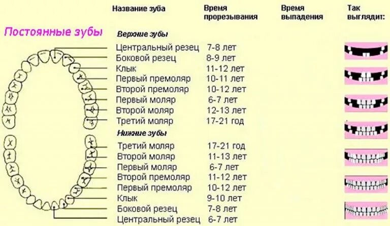 В 3 года сколько зубов должно быть. Зубы у детей схема прорезывания постоянных зубов. Схема роста постоянных зубов у детей. Порядок роста зубов у детей коренных схема. Схема появления постоянных зубов у детей таблица.