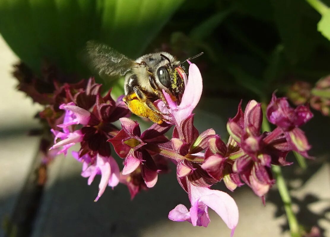Тулупчатый шмель. Жужжала разноцветная. Над яркими цветами жужжат. Пчела над цветком. Iv'km.