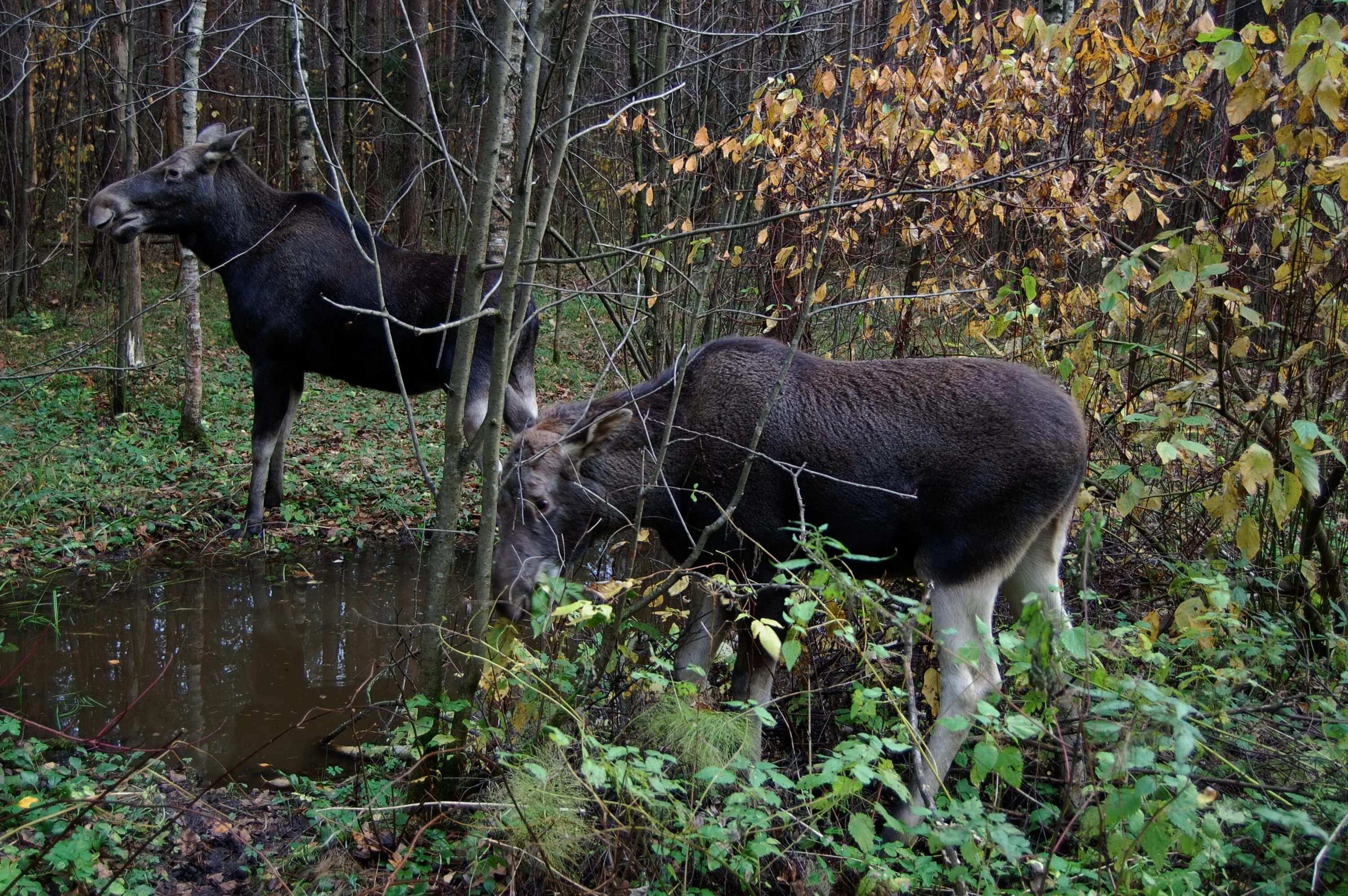 парк лосей. парк лосей. биостанция лосиный остров олени. парк лосиный остров зима. парк лосиный остров москва.